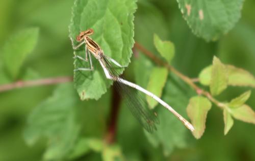 Platycnemis pennipes
